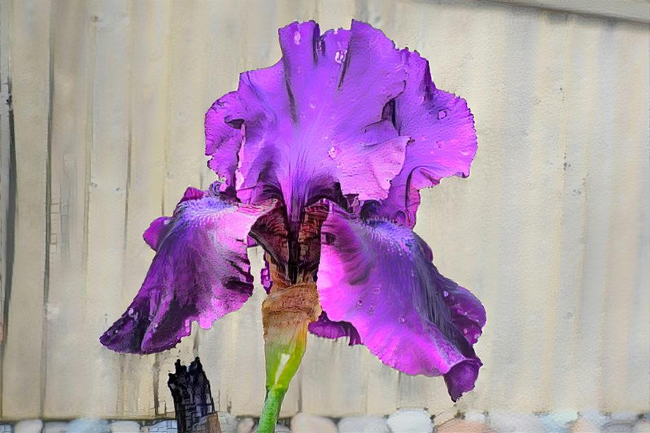 Purple Iris