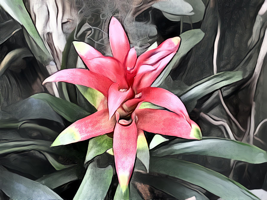 Bromeliad