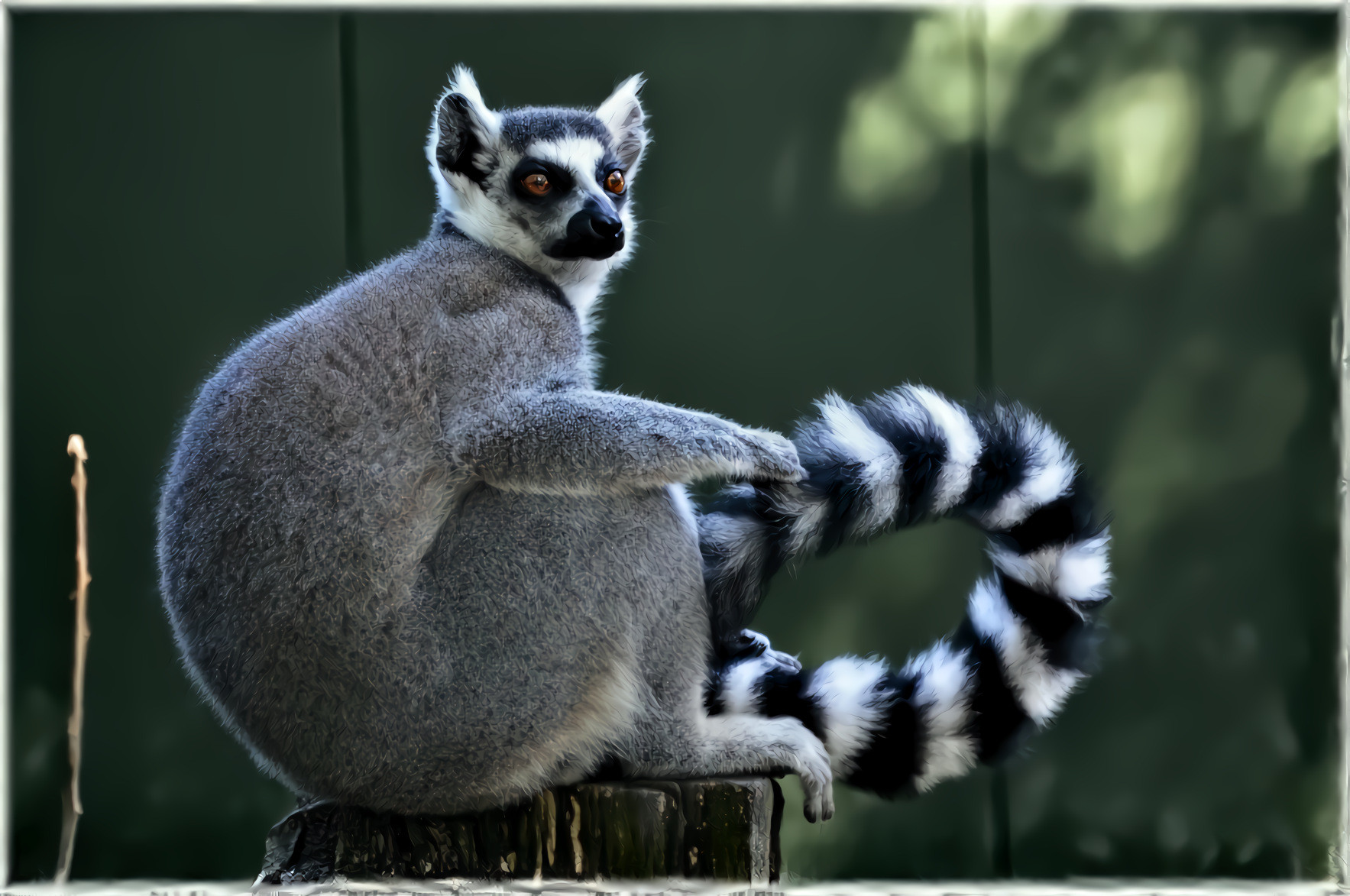 Ring-Tailed Lemur