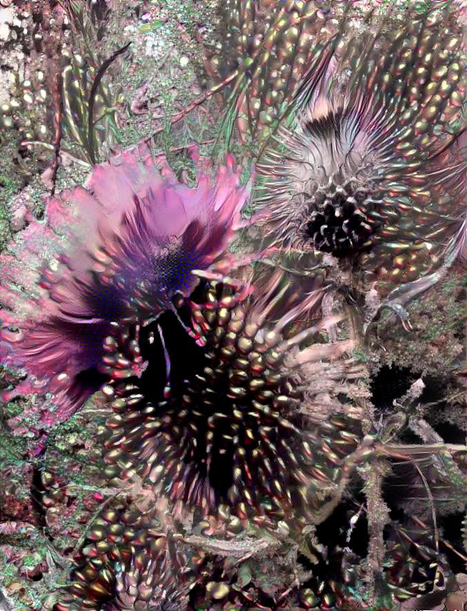 Scottish thistle 