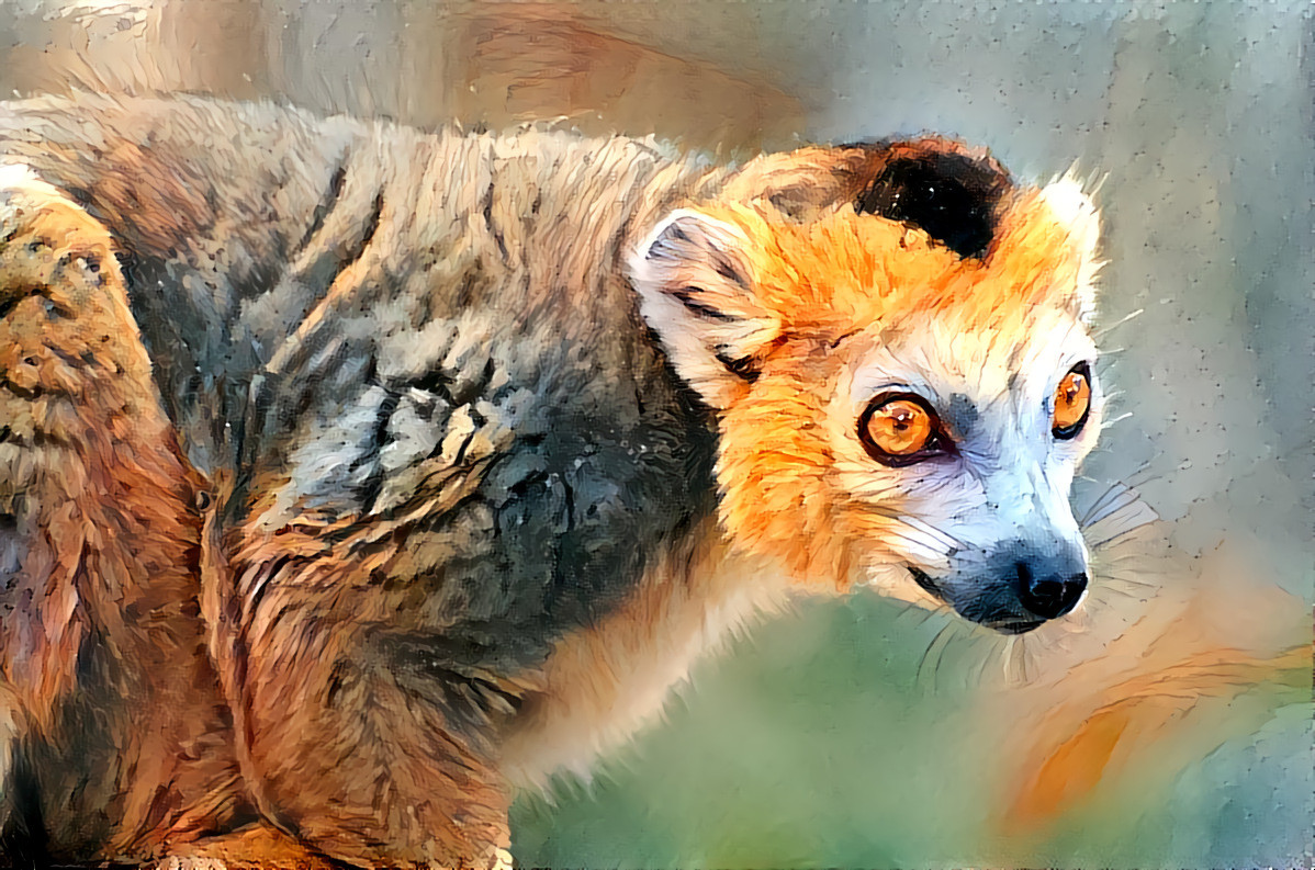 Crowned Lemur at Marwell