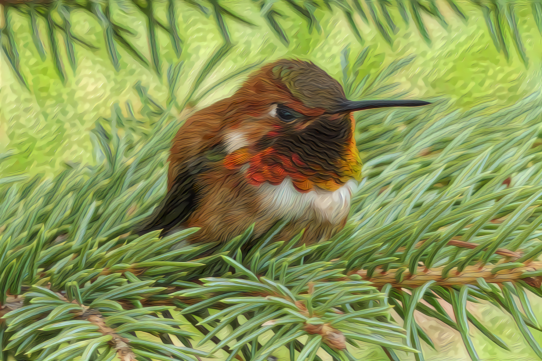 Allen's Hummingbird