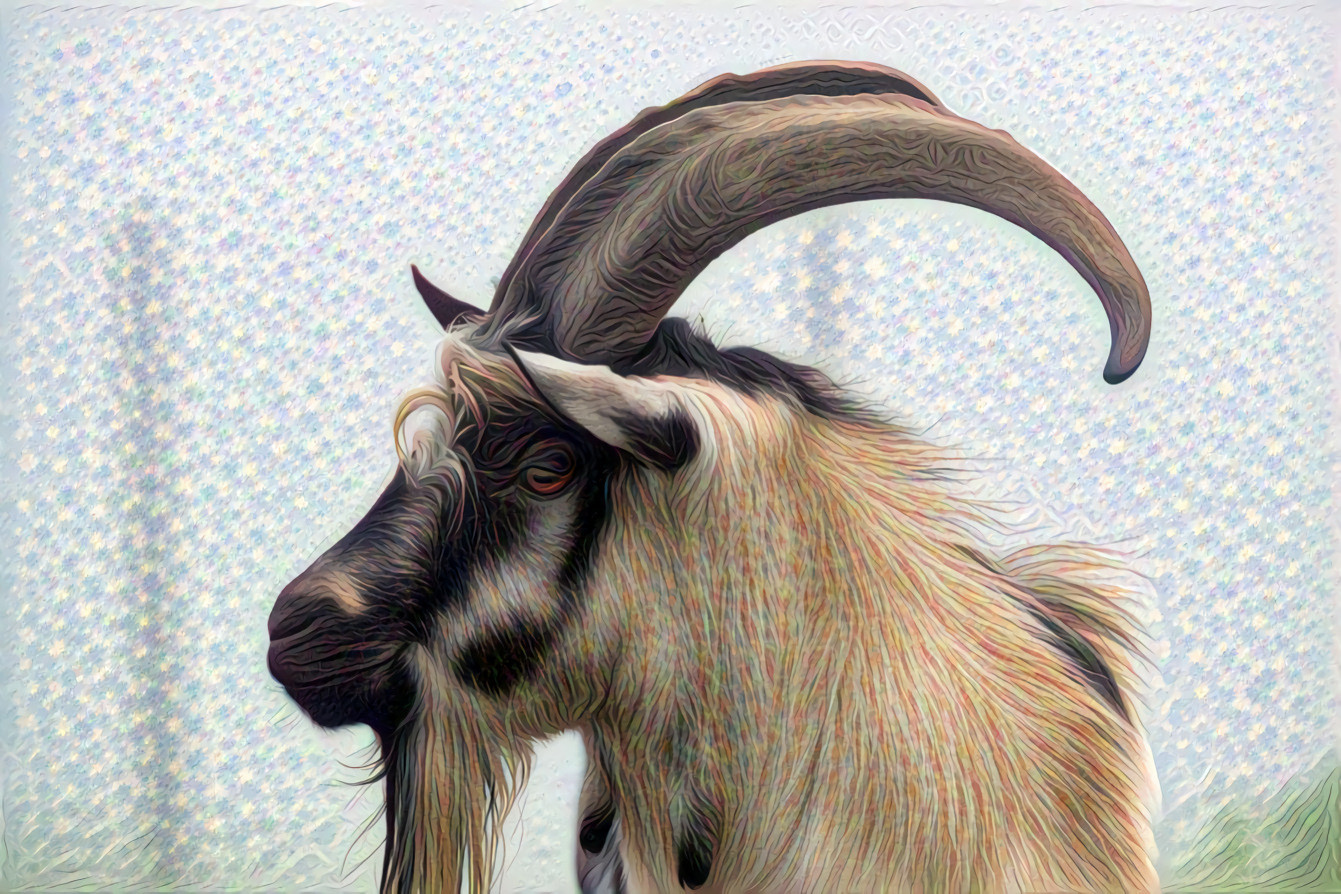 Dutch Billy Goat