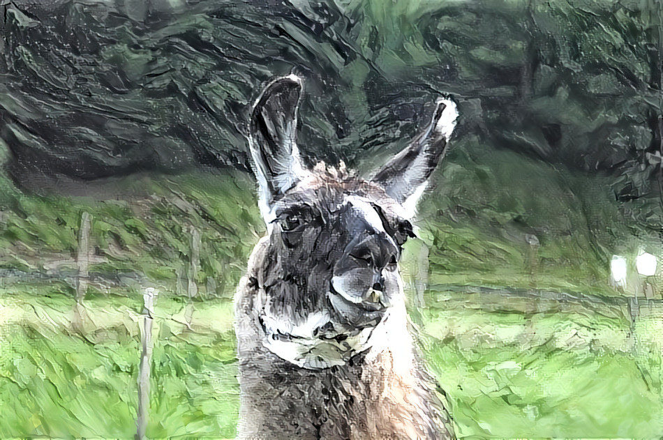 Lama at Tyrol