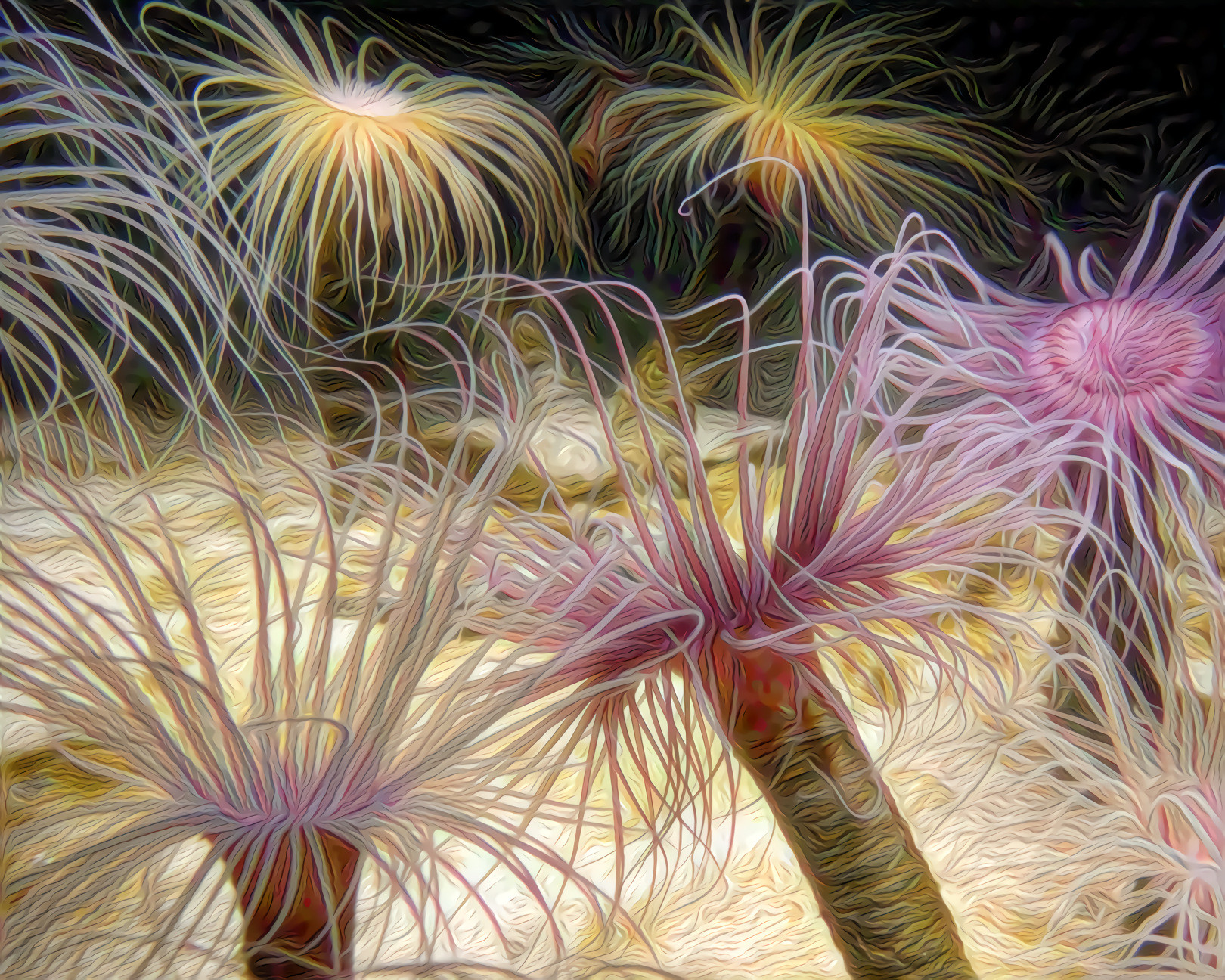 Anemones Dancing, Monterey Bay, California.  Original photo, my own.