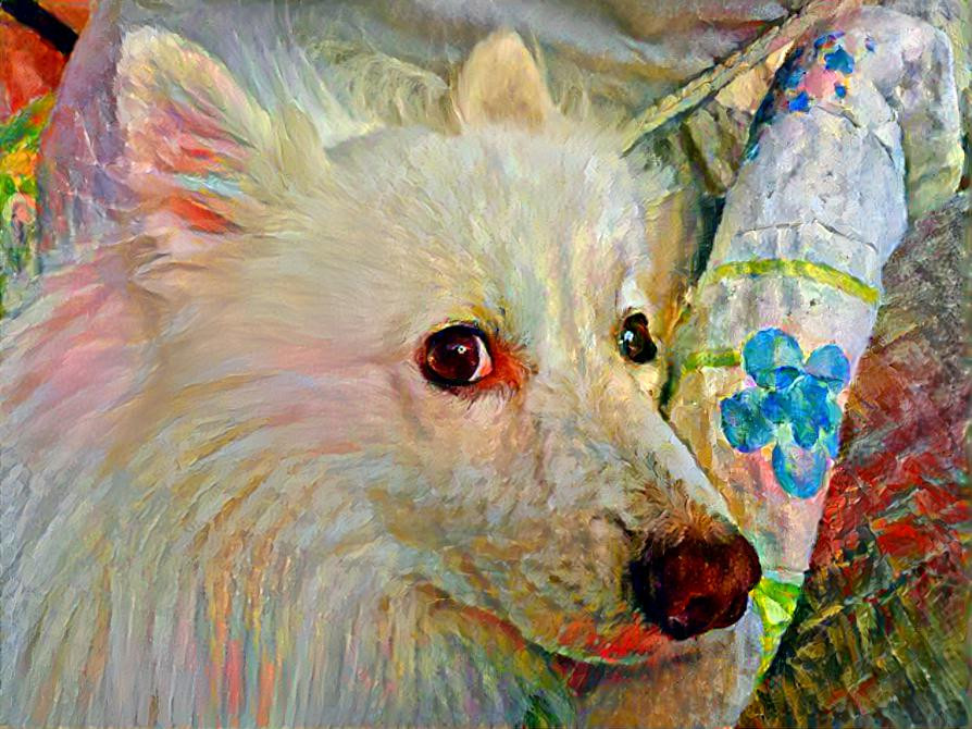 American Eskimo goodnight