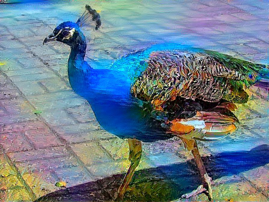 Bright Colored Peacock