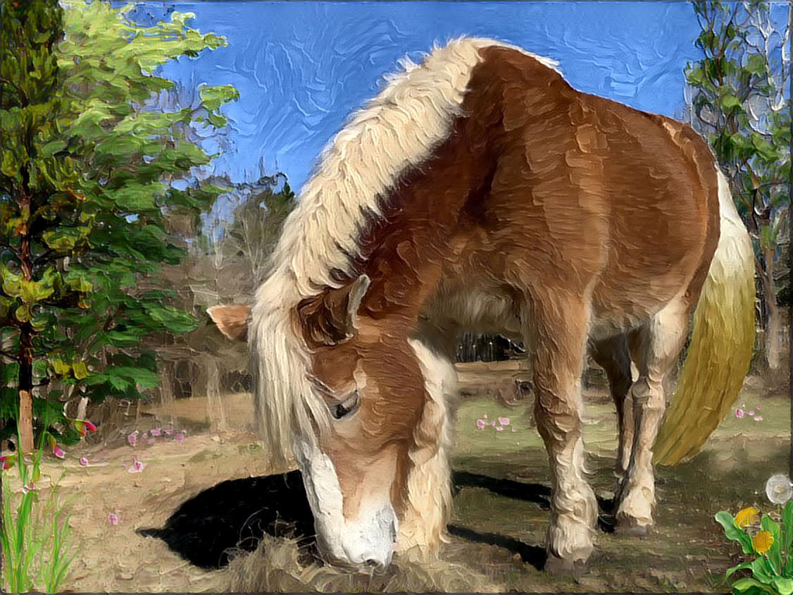 My Haflinger mare, Bella.