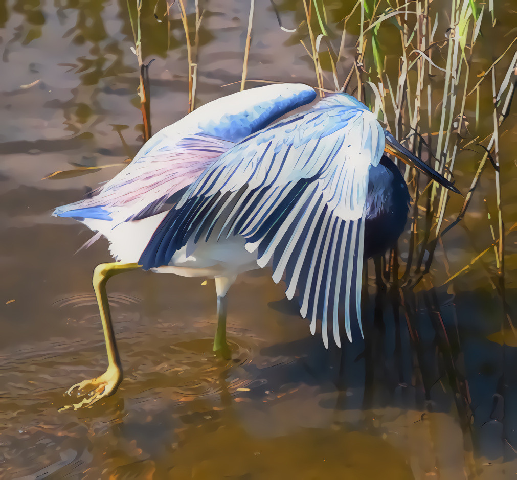 Reddish Egret, vampire pose...