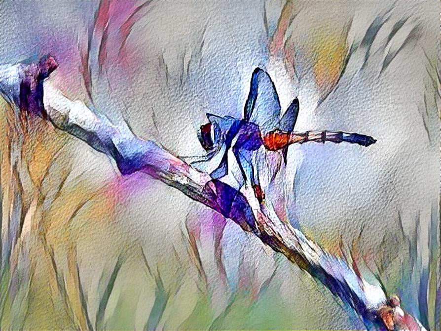 Dragonfly 1