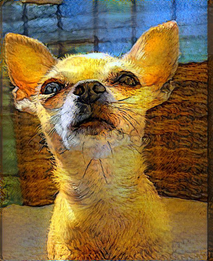 chihuahua