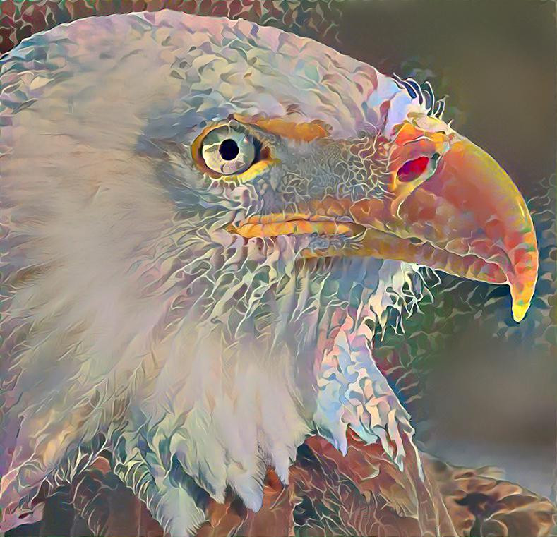 Bald Eagle 