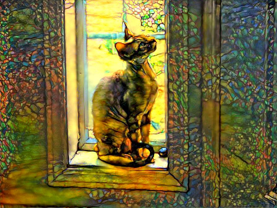 window cat 