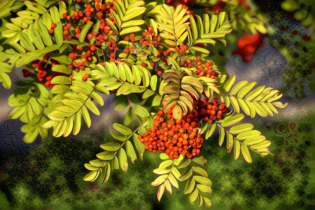 Rowan Tree, Autumn Red Berries