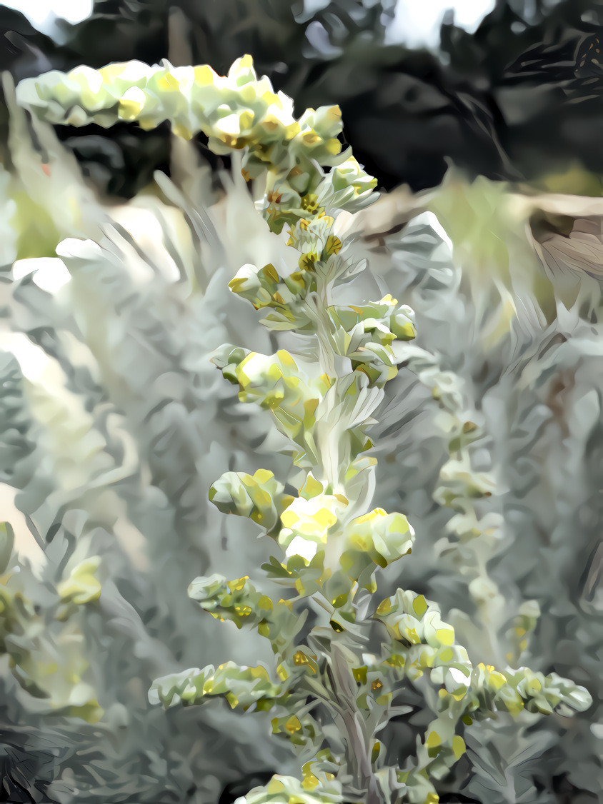 Mullein.  Photo is my own.