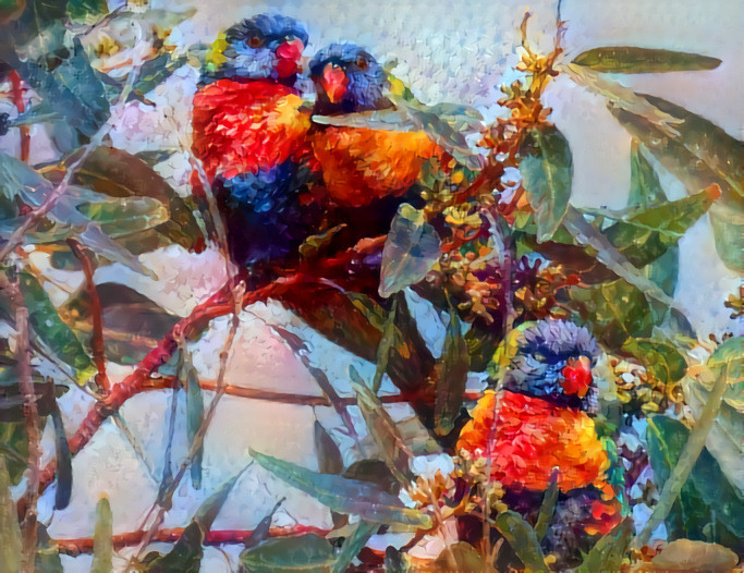 Rainbow Lorikeets