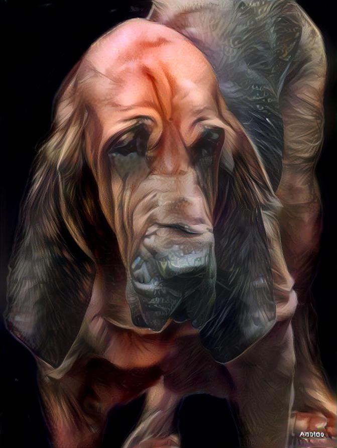 My bloodhound boy Robinson