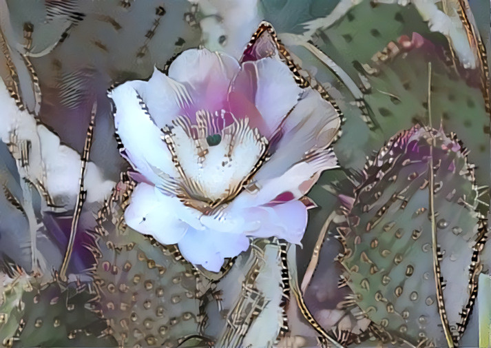 Cactus Bloom Zion NP