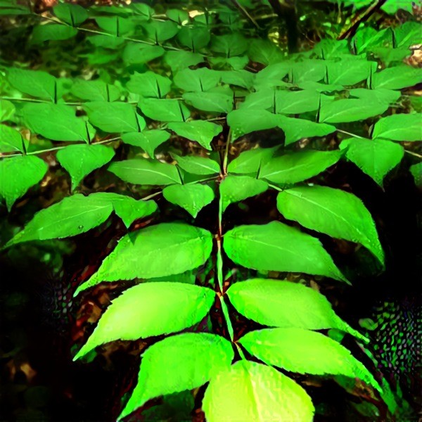 Aralia spinosa