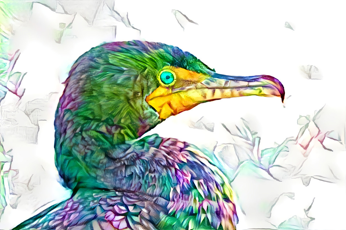 Colorful Cormorant