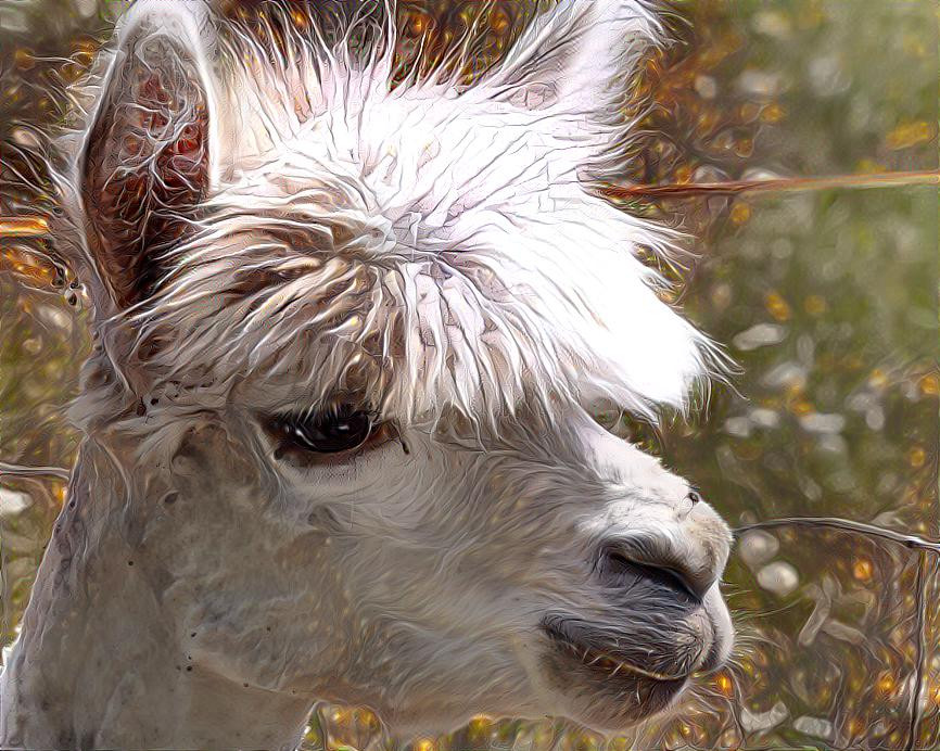 Better not to stroke their head. It frightens them because it makes the alpacas think of a condor attack.