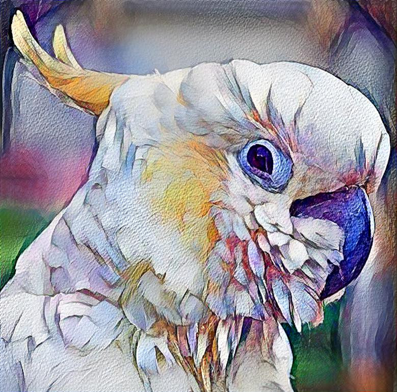 Citron Cockatoo