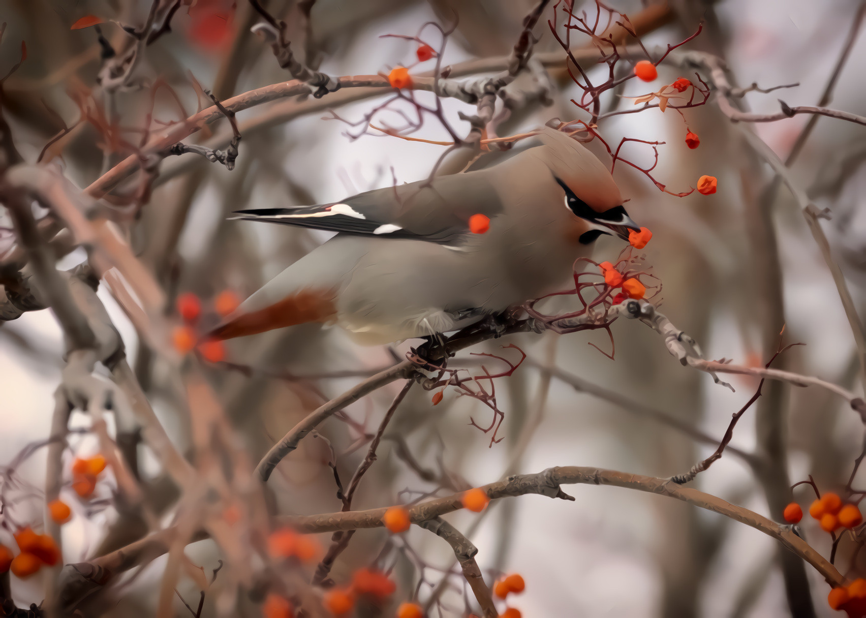 Cedar Waxwing