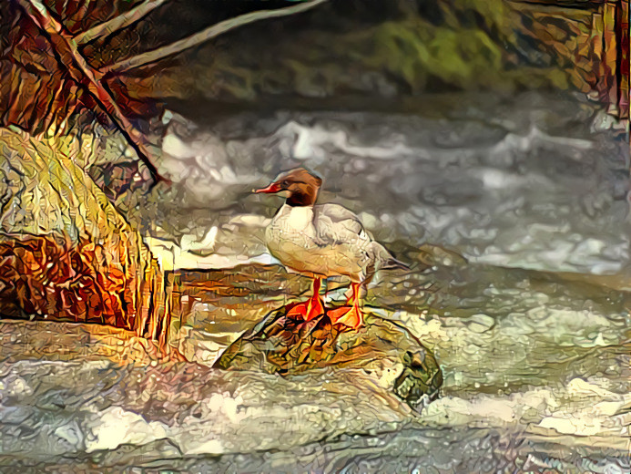 Common Merganser female