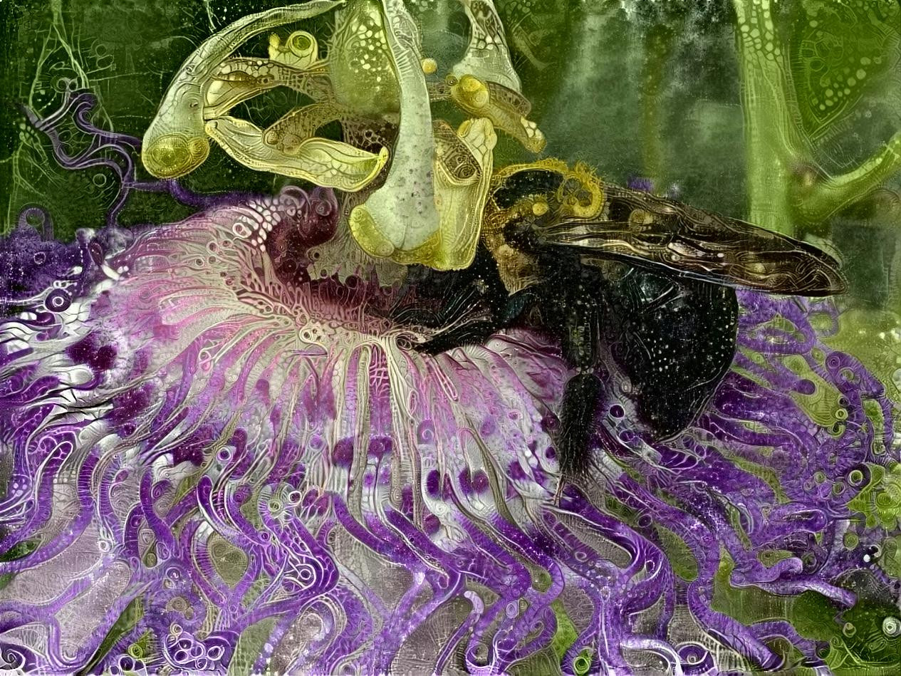 Passion Flower Pollen Thief