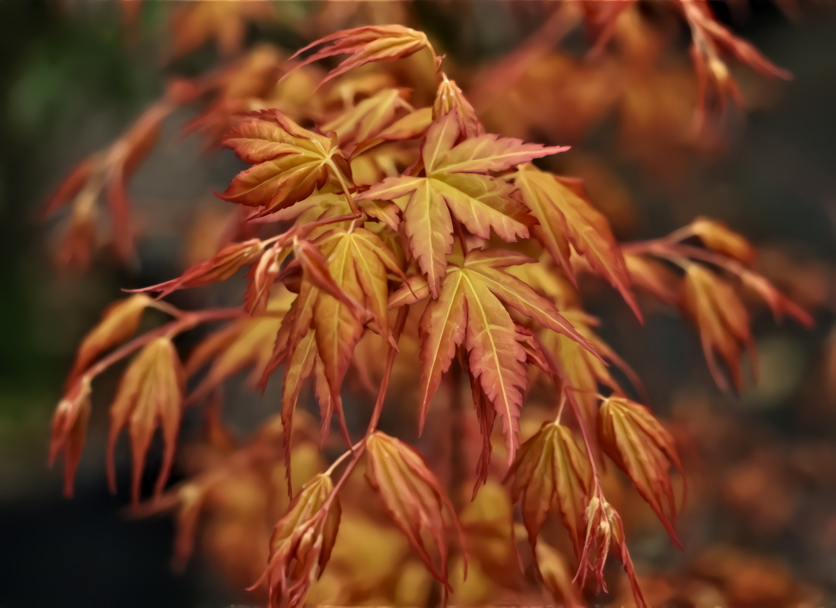 Orange and Yellow Autumn Leaves