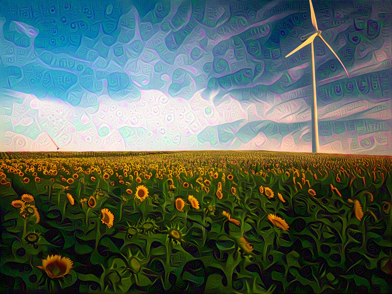 Wind and Sunflower Field