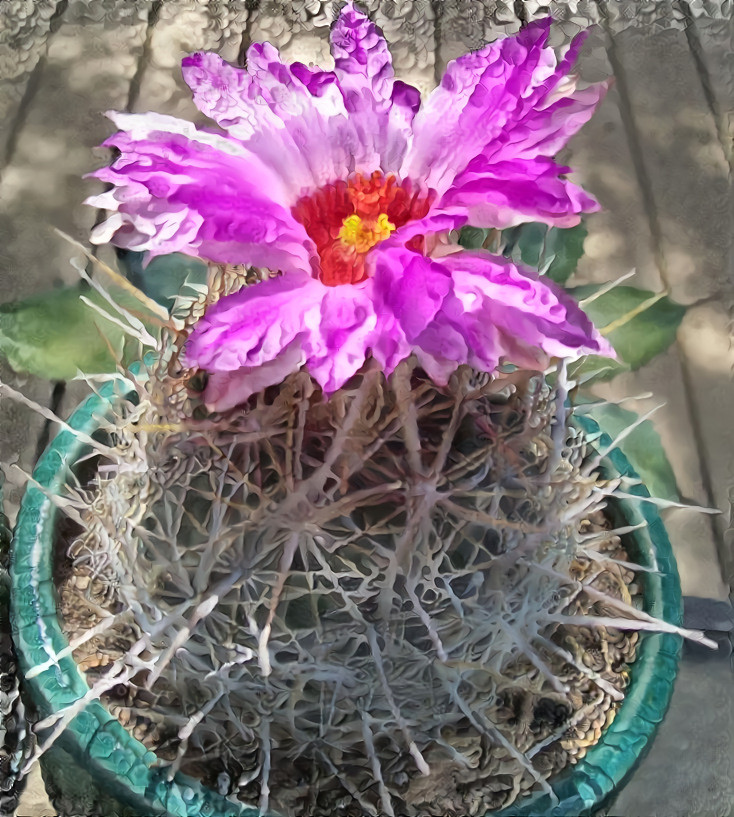 Spiny cactus