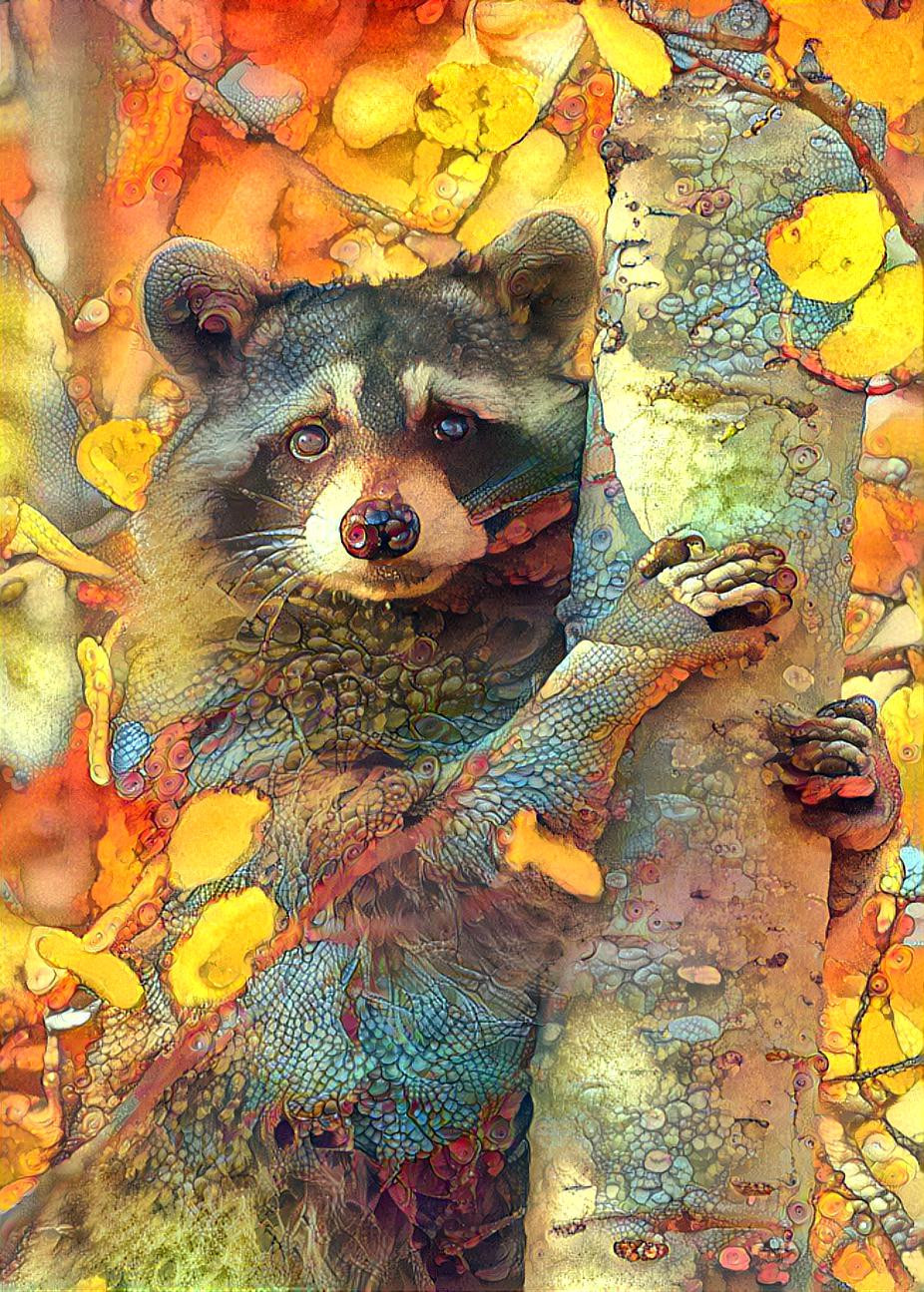 Racoon