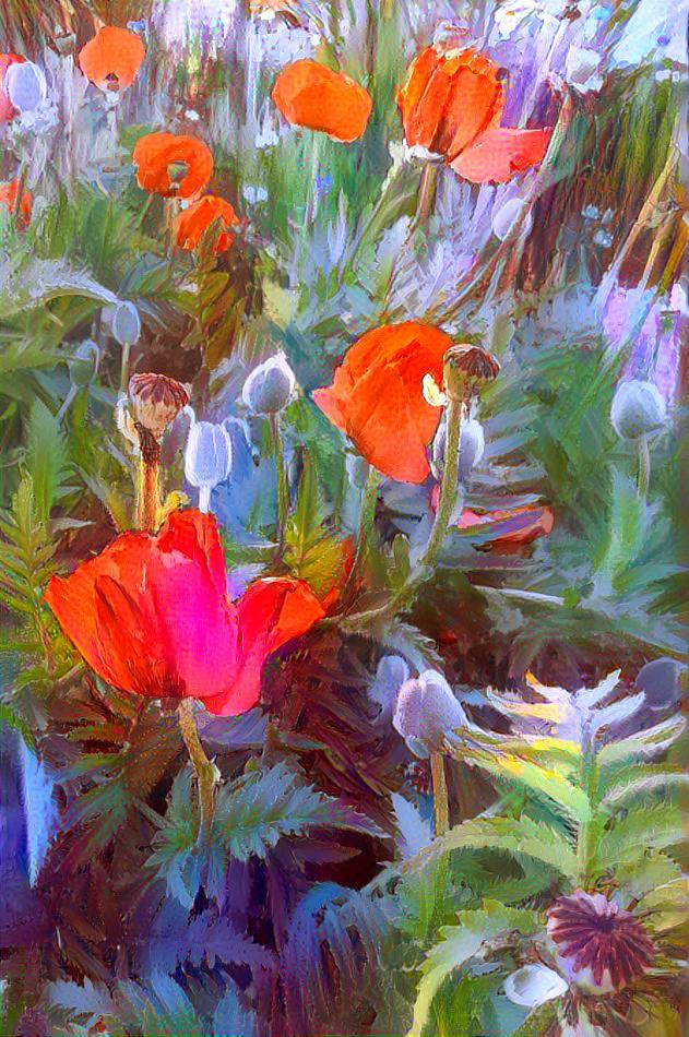 Poppies in the garden