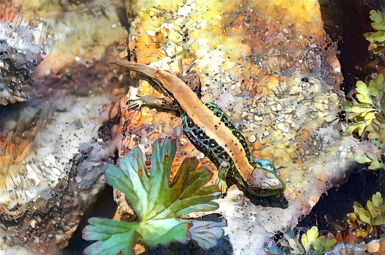 a shy lizard enjoys the sun