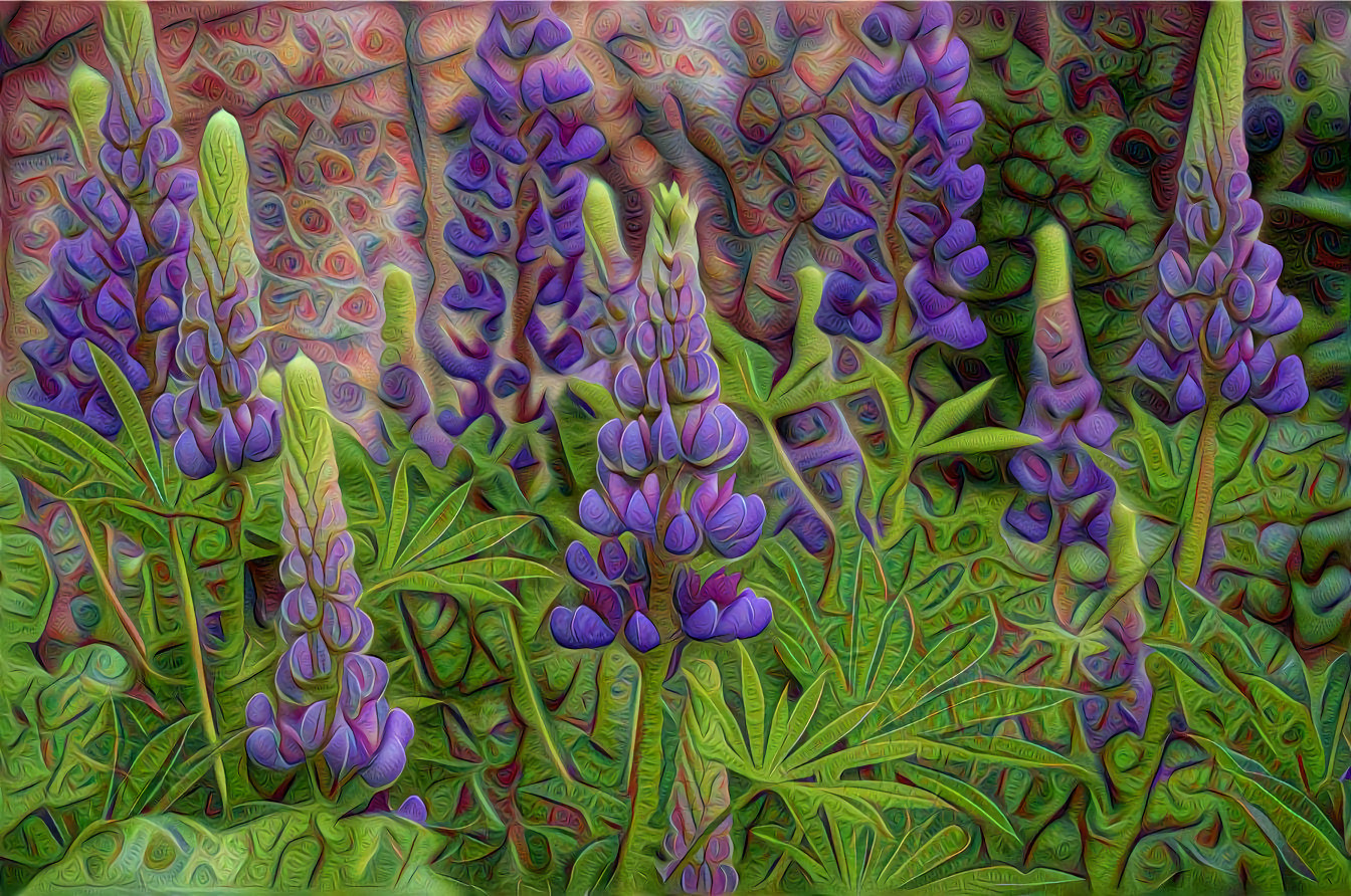 Wild Lupine Flowers