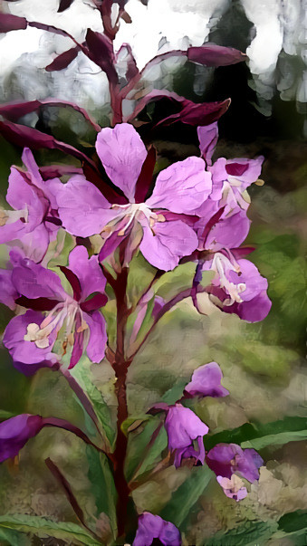 Fireweed