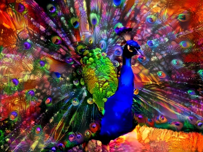 Peacock