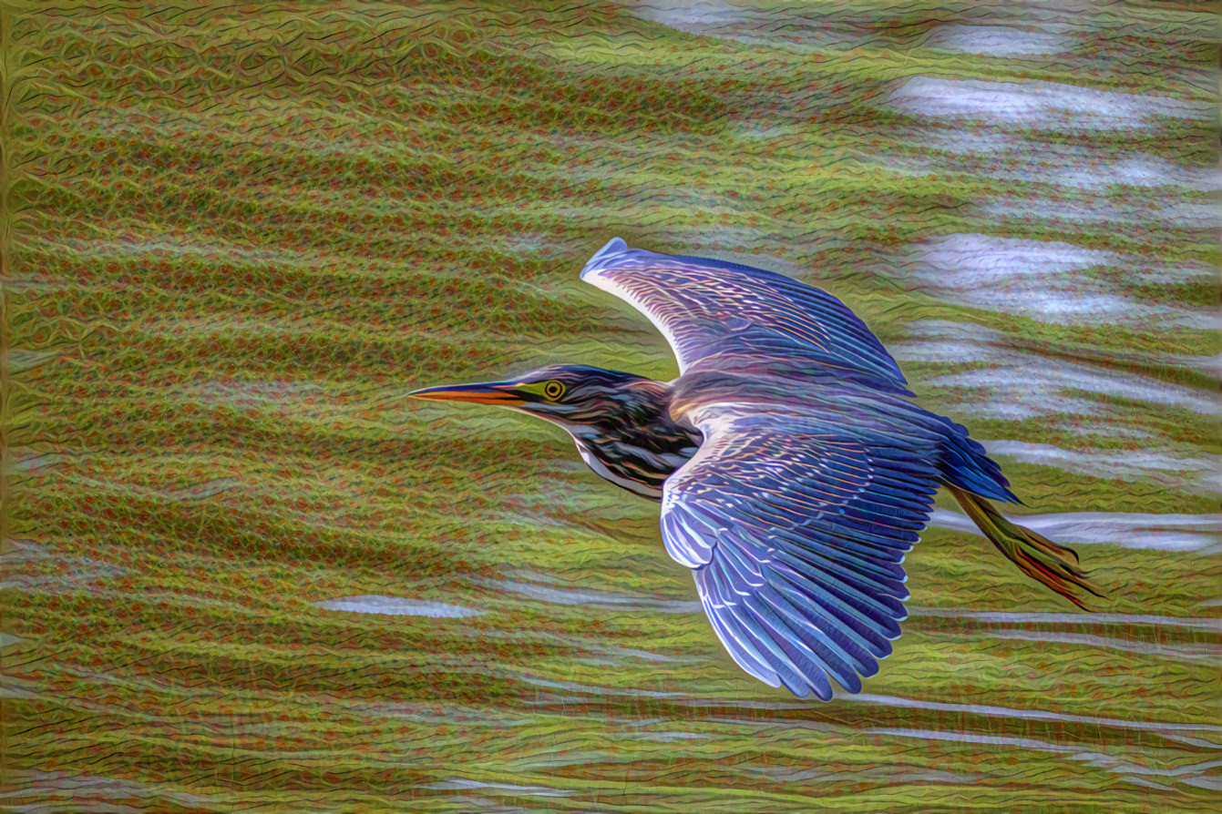 Blue Heron