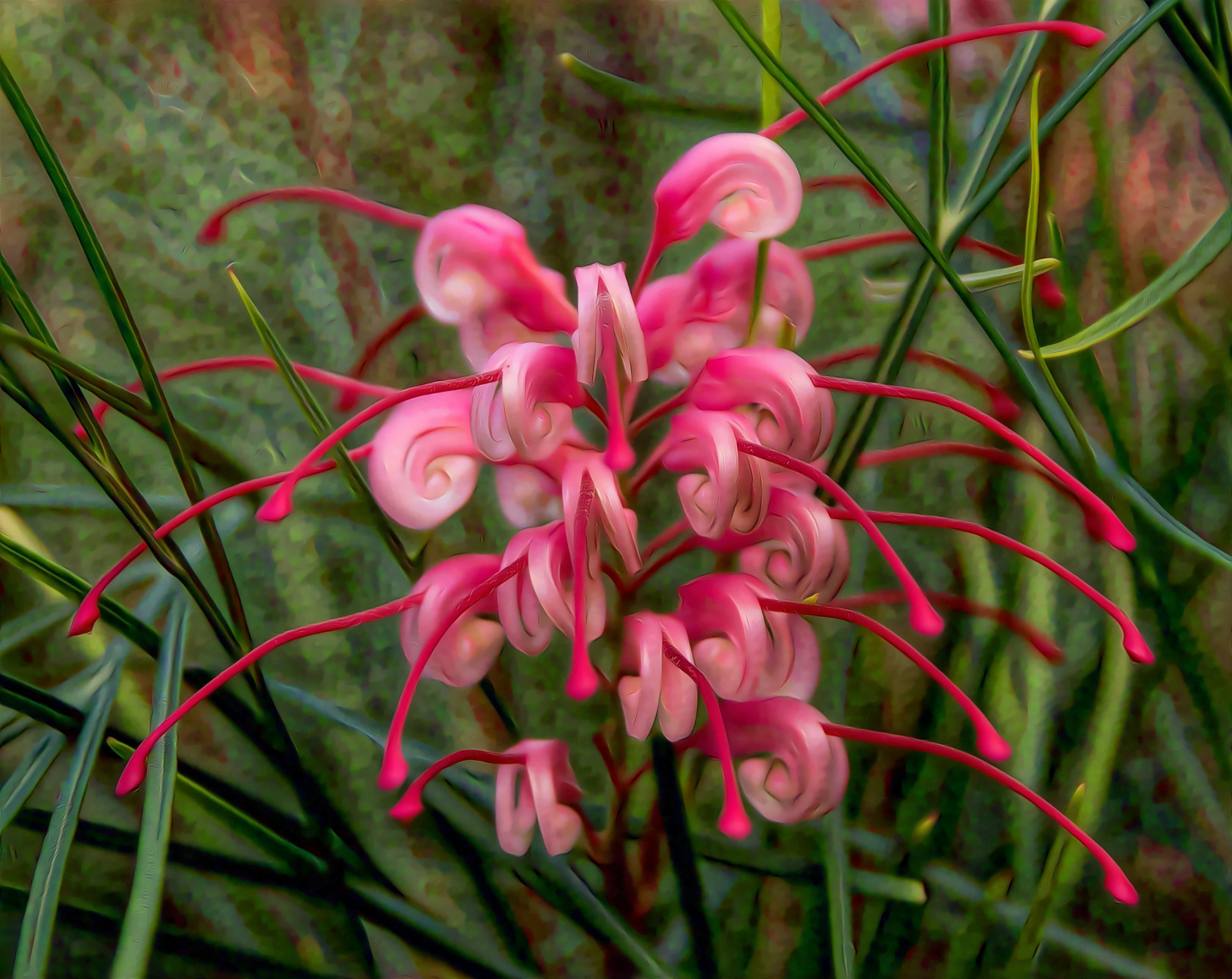 Grevillea, Australia