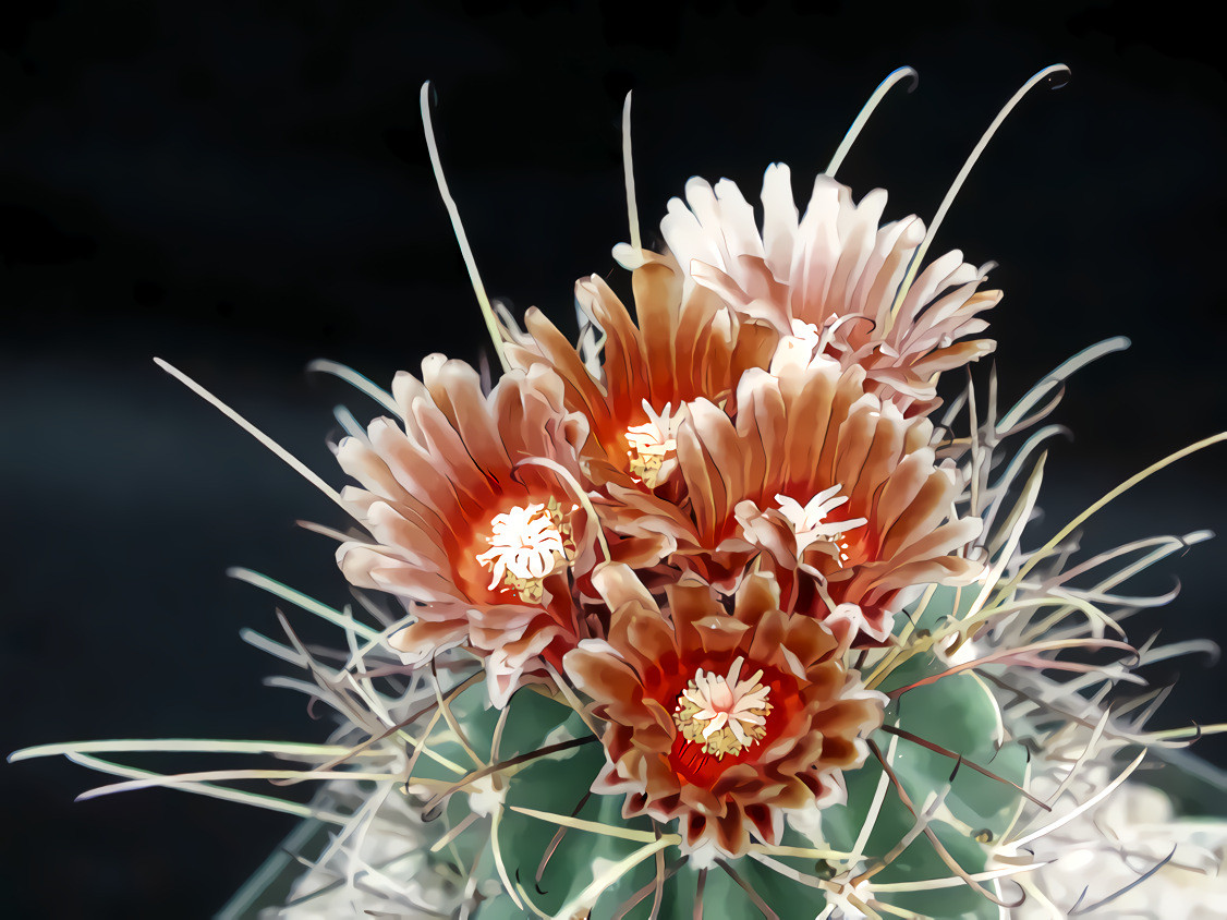 Cactus flowers