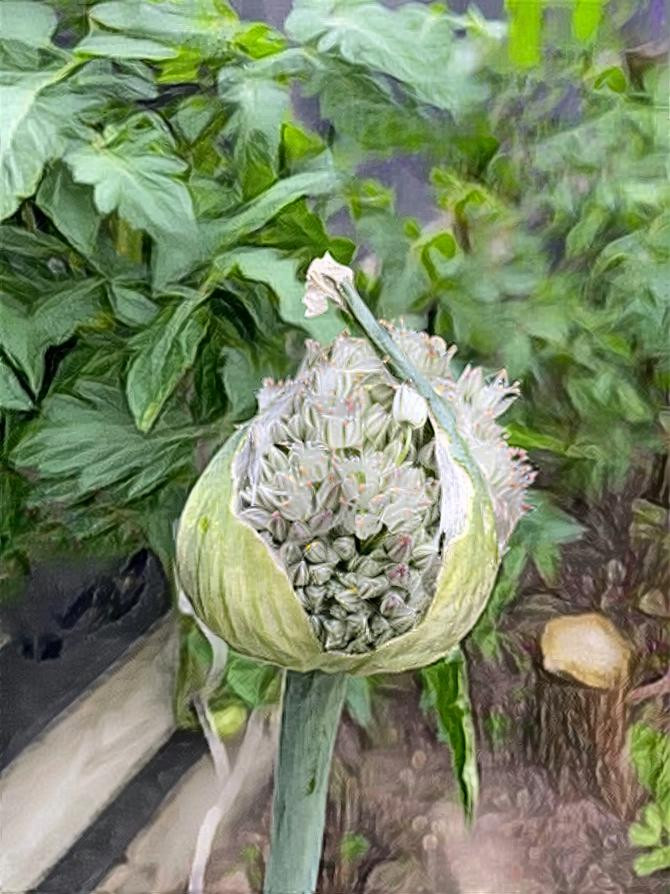 Garlic flower