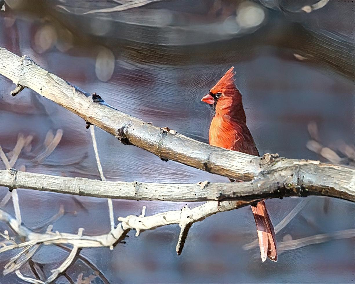 Male Cardinal