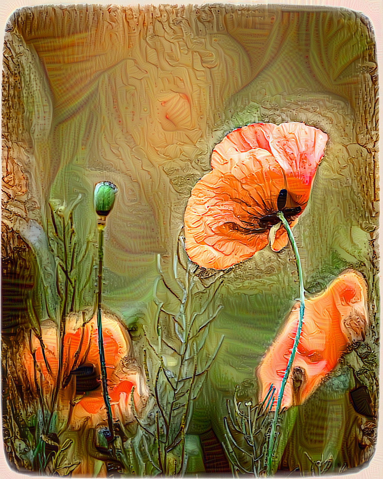 Orange Poppies - 01