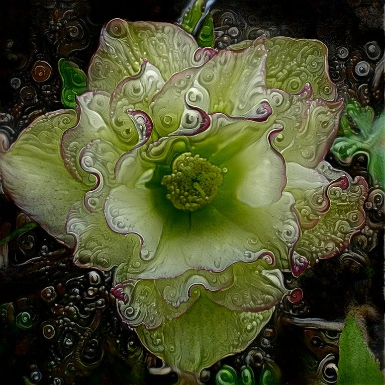 Helleborus