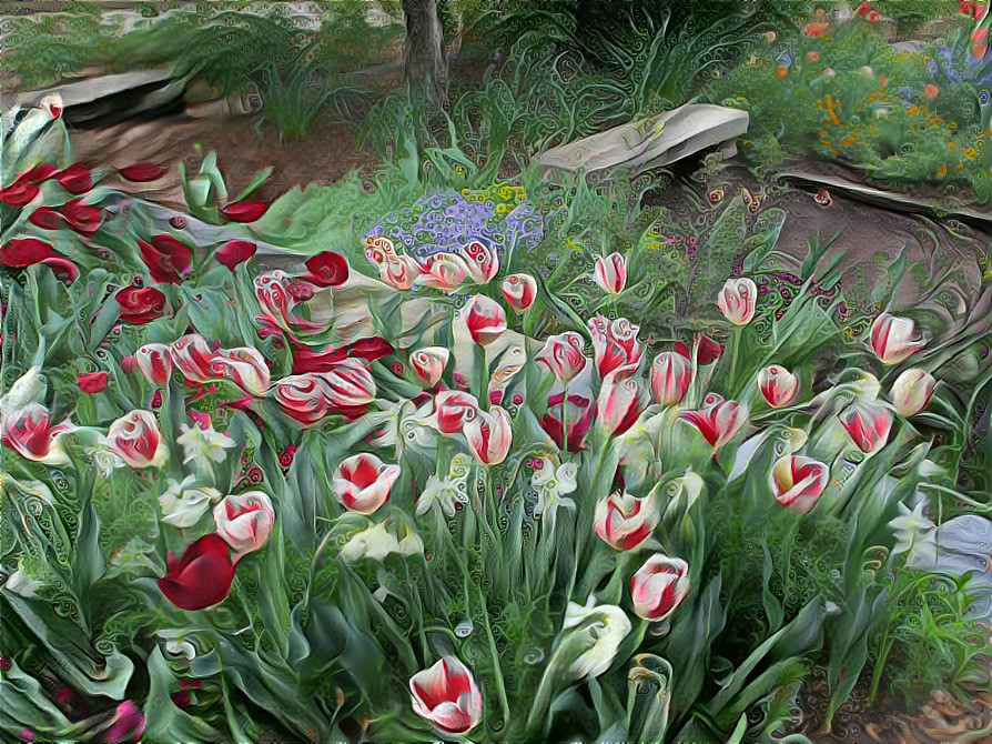 Tulips in Duke Gardens, NC