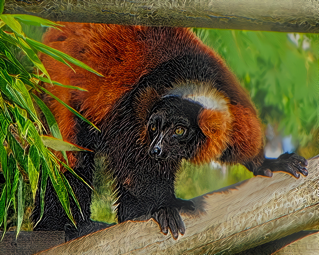 Red Ruffed Lemur