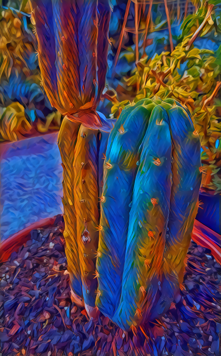 Cartoon Cacti