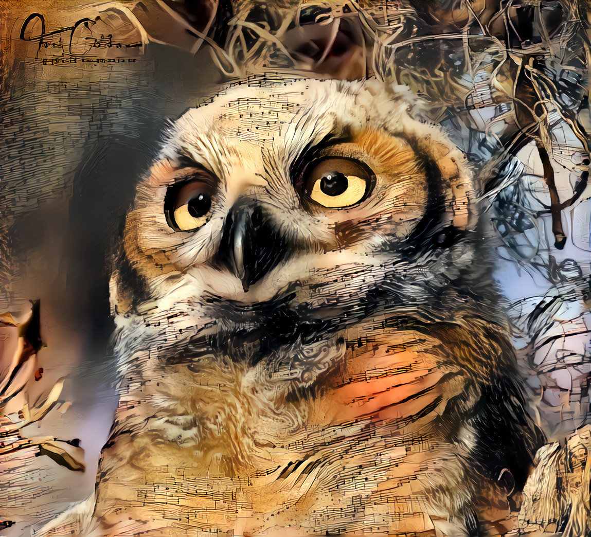 Great Horned Owlet 