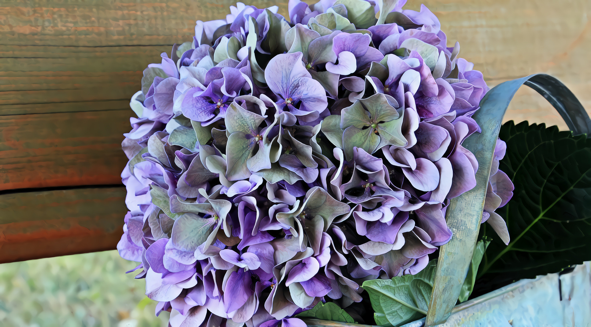 Lavender Green Hydrangea